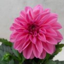 미니 다알리아(핑크)-(관엽식물의종류,공기정화식물,공기정화식물순위) 이미지
