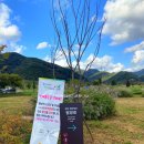 차탄천 용소 | 경기도 연천 가볼만한곳 재인폭포 출렁다리 꽃놀이 다녀왔어용❤️