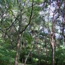 문경 오미자테마터널 이미지