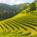 힐링 다도여행 이미지