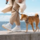 카인드독 이미지