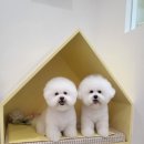 애견미용 견출지 노원점 이미지