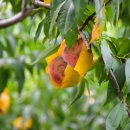 제17회 순천명품 월등 복숭아 체험행사 | 제20회 순천명품월등복숭아 체험행사 전격 취소