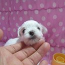 해리&샐리 이미지