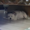 미래동물의료센터 | [ARI] 성남 강아지 건강검진 스케일링 후기 (미래동물의료센터)