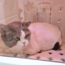 그루머웅 | 고양이 무마취 미용/구로구, 광명 고양이 미용실/ 브리숏 전체 미용 후기