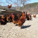 모골식당 이미지