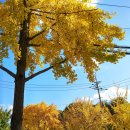 단풍약국 이미지