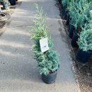 문그로우/ 문글로우-Moonglow Juniper 이미지