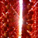 강선농장 이미지