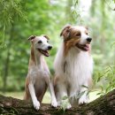 올리브동물병원 이미지