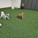 개러리아 송파점 | [Review] 개러리아 애견유치원 송파점 :: 애견호텔 VIP룸/ 애견 목욕 후기&amp;가격/ 서이추 환영:)