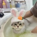 창원고양이미용 무냥무냥 이미지