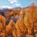 이깔도