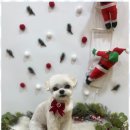 완산애견 이미지