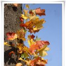 인천대공원(다목적광장) 이미지