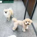 나나리펫하우스 | 드디어 우주 첫 등원!💛 | 나나리펫하우스 | 강남 강아지 유치원