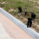 쿨한 강아지 이미지