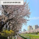 은평의 봄 불광천 벚꽃축제 후기 가는방법 개화상황
