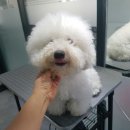 진접애견미용 이미지