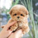 울산 강아지분양 미유펫 이미지