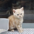 대구고양이분양 원펫 이미지