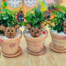 금마초등학교병설유치원 이미지