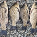 행운낚시터 이미지