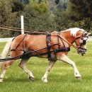 미니마차 이미지