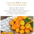[하림이네]서귀포 새콤달콤 노지감귤 첫수확 판매 !! (10/11~소진시) 이미지