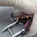 횡성동물병원 이미지