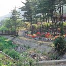 서천카정비 | "국내 유일 천연 해송림이 있는 산림" 숲의 90% 이상이 해송으로 이루어진 자연휴양림