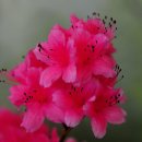 황금이식물원 이미지