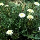 민들레유통 이미지