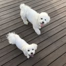 광진24시 필동물병원 이미지