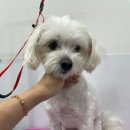 내동애견 이미지