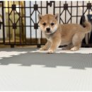 서울펫케어 | 강아지분양의 새로운 가치, 서울서리펫 방문 후기
