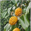 하늘타리 이미지