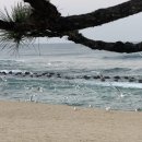 윌횟집 | 세인트존스 근처 강릉 회 포장 윌횟집 솔직 후기