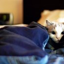 이쁜냥이 이미지