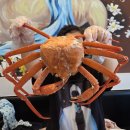 무한리필 돈 모아모아 | 아바이 속초홍게데이 무한리필 후기