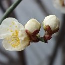 동작충효길 4코스 노량진길 | 현충원 충효길ᆢ260227ᆢ서울 동작구 현충원 7 개 코스