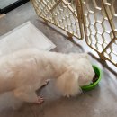 호빵펫살롱 이미지