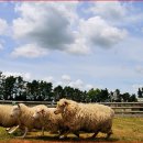 대인목장 이미지