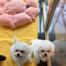 똥꼬 발랄 펫샵 이미지