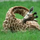 더힐링동물병원 이미지