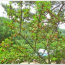 앵두나무집민박 이미지