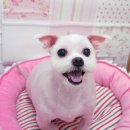 광명시티동물병원 이미지