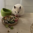 햄토리 군단 | 햄토리군단 천안점 (솔직후기➰천안/아산 드워프/골든햄스터 분양|햄스터 용품점)