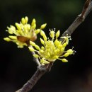3월6일의 꽃은 '산수유(Japanese cornelian)' 이미지